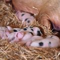 Animaux