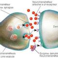 transmission des neurotransmetteurs dans le cerveau