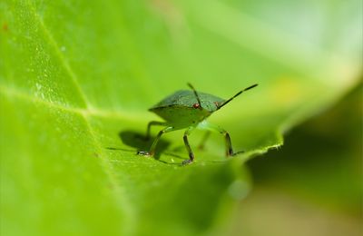 Un vert aux yeux rouges ....