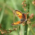 Lycaena phlaeas (Cuivré commun)