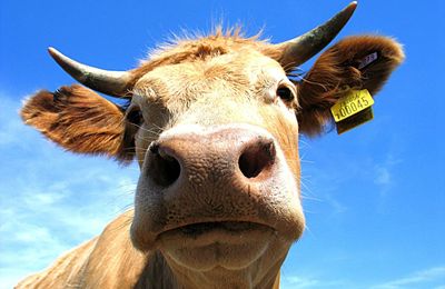 Le lait de vache entraîne: OBÉSITÉ, DÉCALCIFICATION, ARTHROSE,INFLAMMATIONS ORL, ACTIVATION DES CANCERS