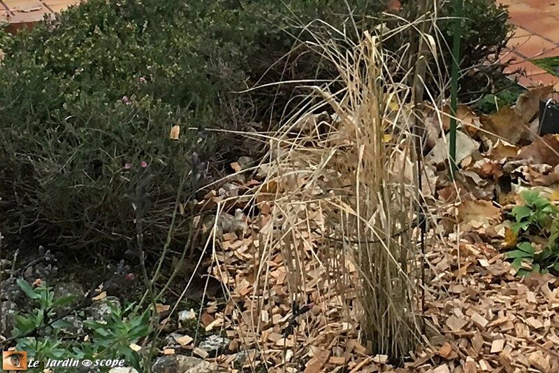 pennisetum
