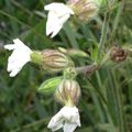 Silene latifolia subsp. alba (Mill.) Greuter & Burdet, 1982