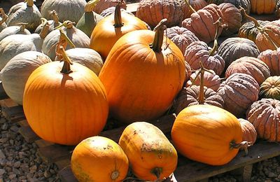  Une « tarte à la citrouille » (ou Pumpkin Pie) pour la Toussaint