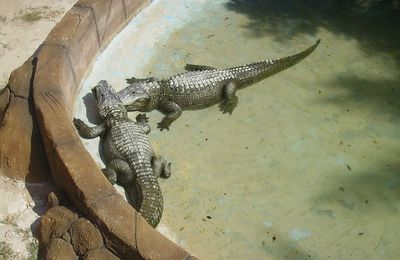 Une journée au Safari Park de Elche ( Alicante )