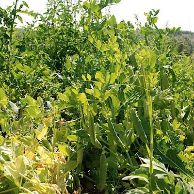 Cueillette des petits pois 2010