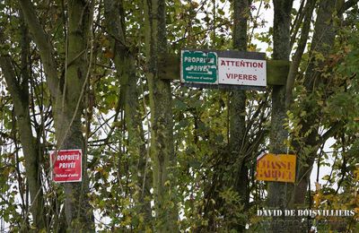 POUR le DIMANCHE SANS CHASSE ... voir plus si affinité ! 