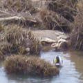 Canard à coté du pont Dauphine