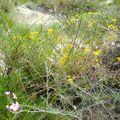 PHOTOS DE GARRIGUE