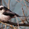 Oiseau mystère