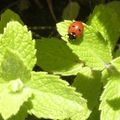 Coccinelle sur menthe fraîche