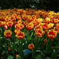 La tulipomanie