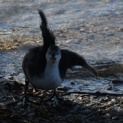 Foulque juvénile, sa priorité est de dompter ses trop longues pattes disproportionnées pour nager, plonger, courir...