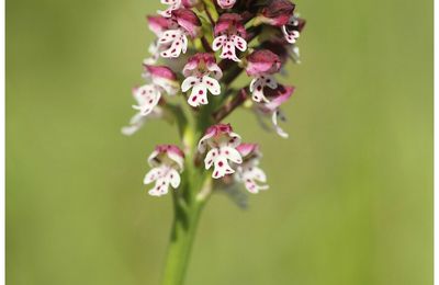 Orchis brulé : Neotinea ustulata