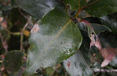 ARBRE: bois de cannelle MARON?