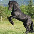 frison