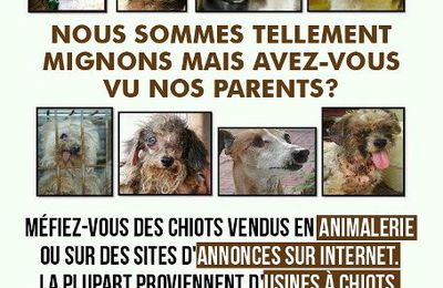 Pour fermer les usines à chiots d'Europe de l'est !