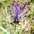Le muscari à toupet
