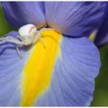 Araignée crabe : Misumena vatia