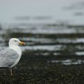 GOELAND ARGENTE