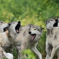 Articles : loups & odeurs corporelles