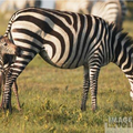 Le zebre est il blanc ou noir, pourquoi est il zebre ? les questions piege !! Mais est ce important pour apprecier la grâce