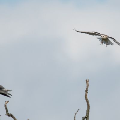Auxiliaire de cultures