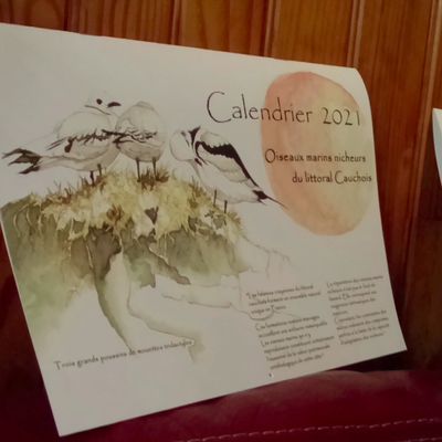Calendrier Des Oiseaux marins du littoral cauchois