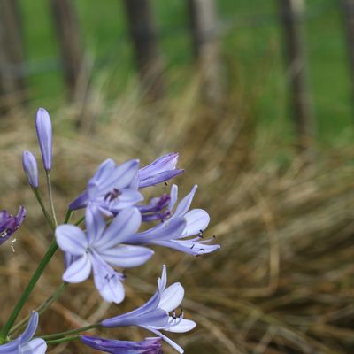 Jardin en août 2015