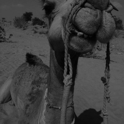 2 jours dans le desert du rajasthan!