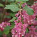 Fleurs des haies et bordures