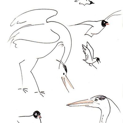 Hérons et mouettes
