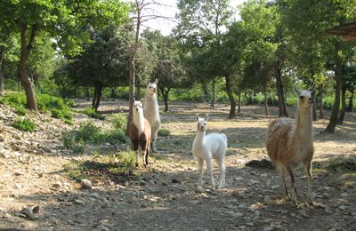 Un lama de neige...