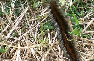 Dans la soie de chenille… en papillon !