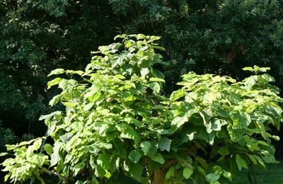 LE CATALPA & LES CHENES...