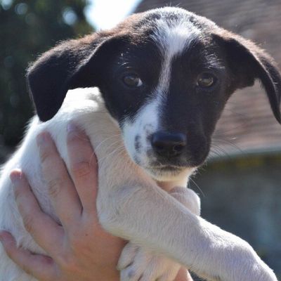 Petit dernier dans la famille