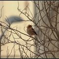 Nouveau venu aujourd'hui dans mon jardin... le