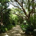 AFRIQUE DU SUD - Jardin botanique de Kirstenbosch 