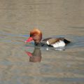 nette rousse