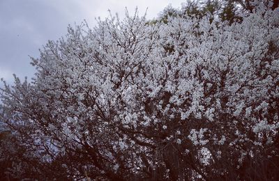 Dites-le avec des fleurs ...