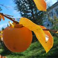 Jeu et promenade dans le jardin ! 