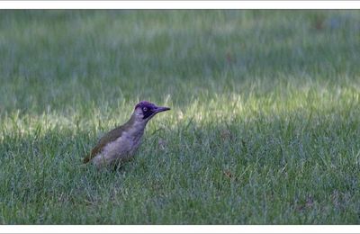 L'oiseau qui tombe à pic ....