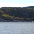  Les baleines à Tadoussac