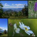 Un coin fleuri tout là-haut dans mes montagnes...