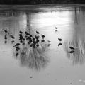 Oiseaux sur l'étang gelé