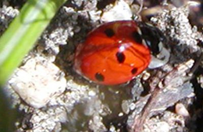 Construire un abri hivernal pour les coccinelles