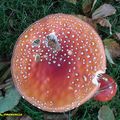 Amanita Muscaria