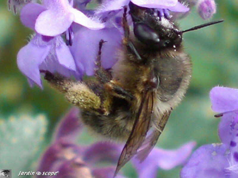 L'abeille, insecte pollinisateur par excellence