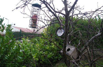 boules de graisses pour les oiseaux