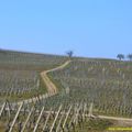 25/03/14 : Le vignoble de la Couronne d'or